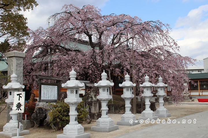 石灯篭としだれ桜