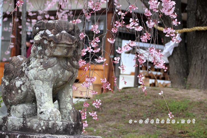 狛犬としだれ桜