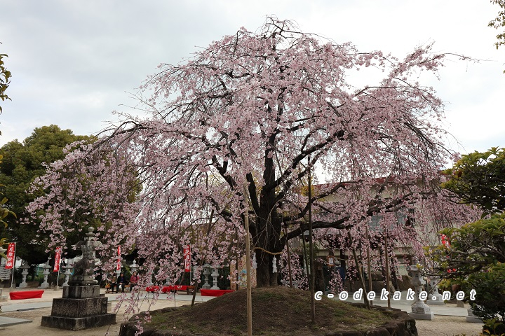 観音神社のしだれ桜全景