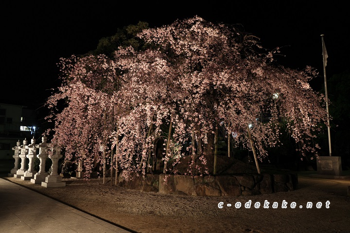 しだれ桜ライトアップ全景