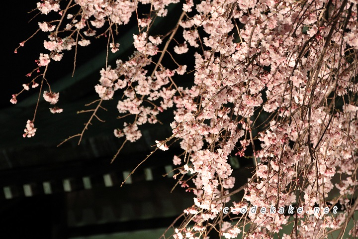 闇夜に浮かび上がるしだれ桜