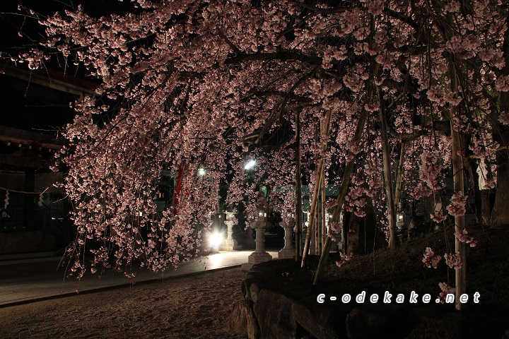 満開のしだれ桜