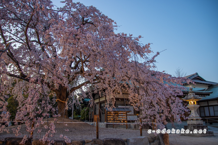 観音神社のしだれ桜