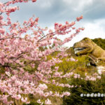 笠戸島の河津桜
