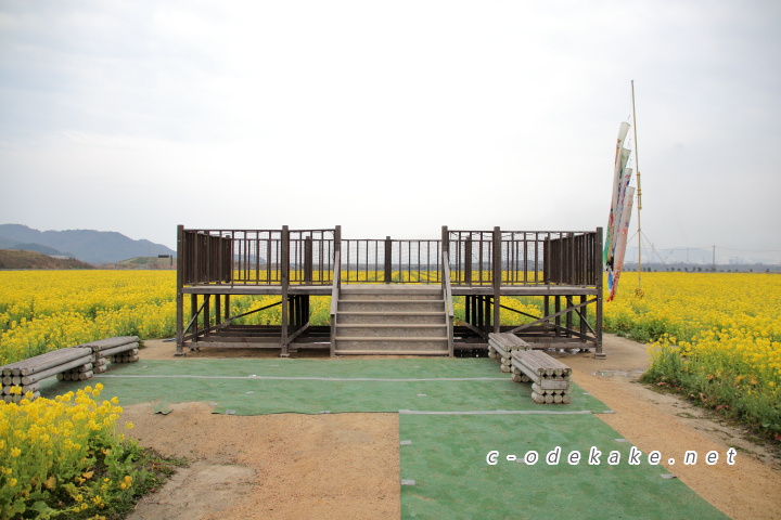 笠岡ベイファームに黄色に染まる菜の花畑の絶景を見に行こう