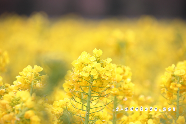 菜の花拡大写真