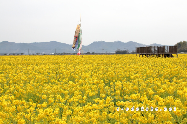 菜の花とこいのぼり