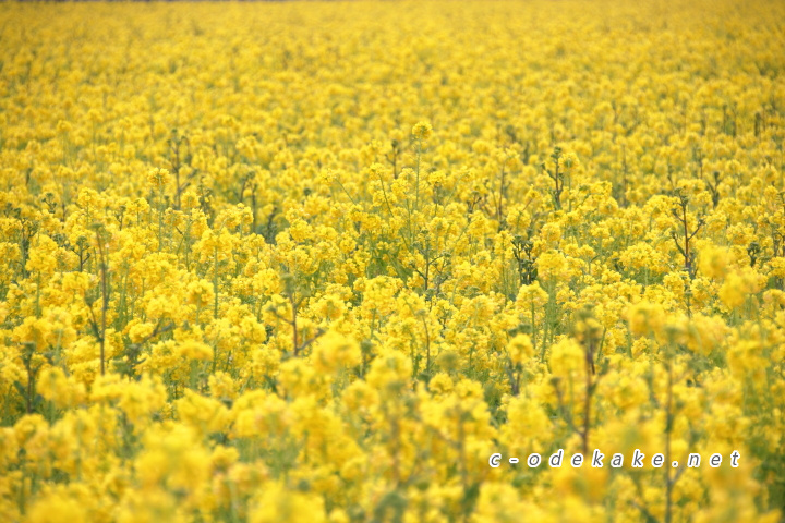 画面いっぱいの菜の花