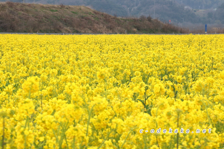 笠岡ベイファームに黄色に染まる菜の花畑の絶景を見に行こう