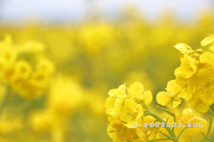 笠岡ベイファームに黄色に染まる菜の花畑の絶景を見に行こう