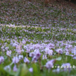 吉賀町カタクリの里