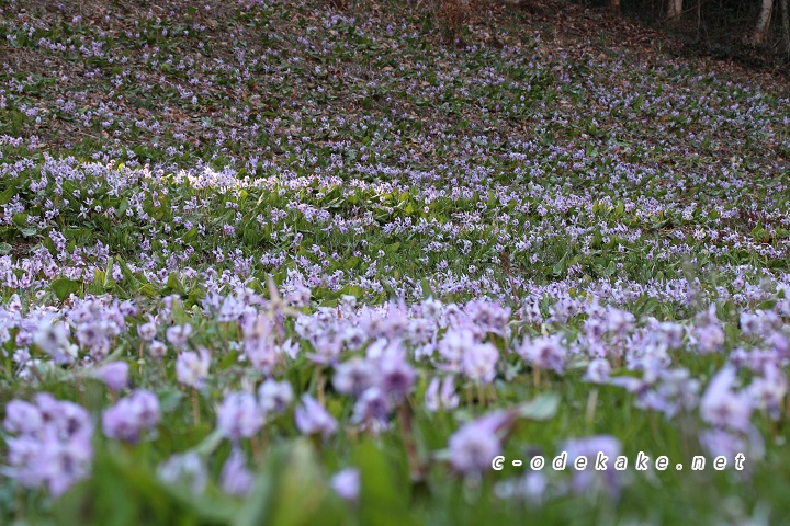 吉賀町カタクリの里