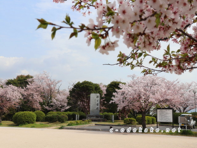 桂公園の桜