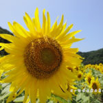 君田のひまわり畑