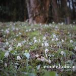 イズモコバイモの群生地