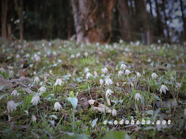 イズモコバイモの群生地