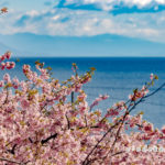 小積の河津桜