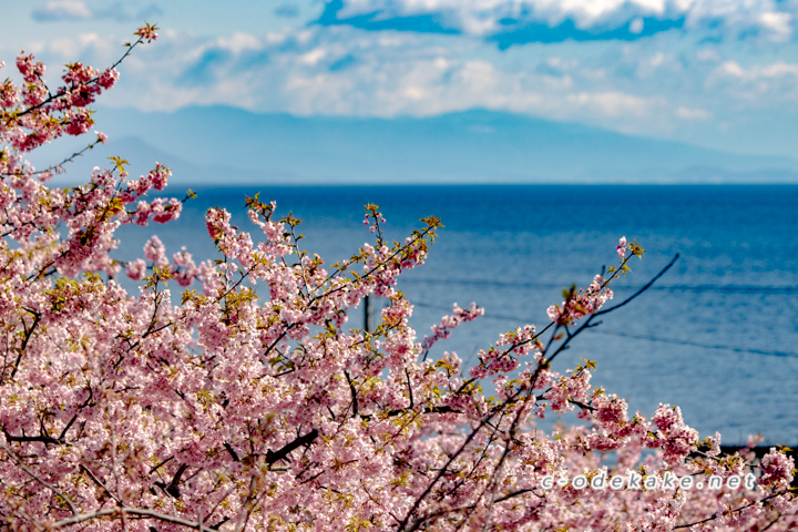 小積の河津桜