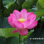 荒神谷史跡公園(二千年ハス)