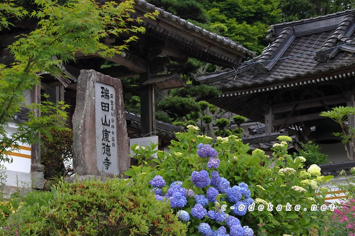 広島あじさいの名所シリーズ 世羅町の あじさい寺 康徳寺を訪ねる