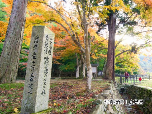 唯称庵跡のカエデ林