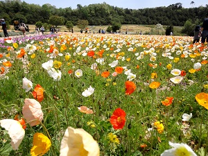 いろとりどりの花が開花 世羅町の香山ラベンダーの丘を訪ねる