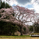 石橋正光屋敷跡の桜