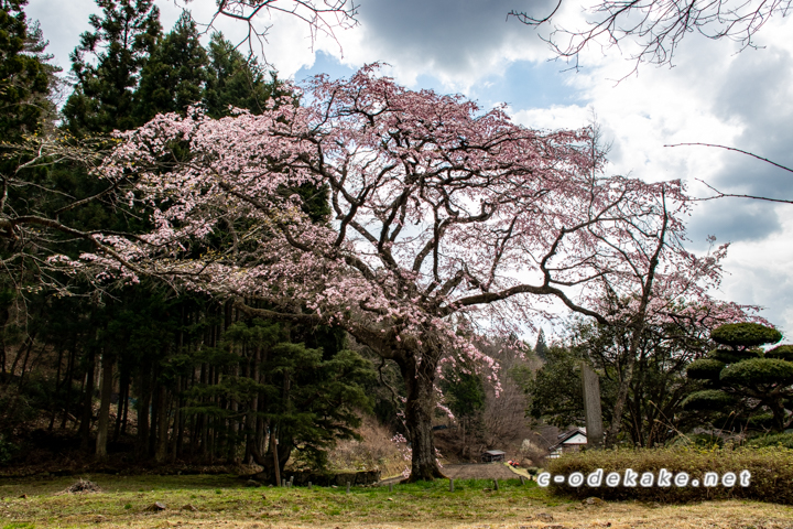 石橋正光屋敷跡の桜