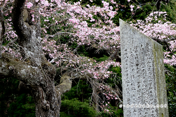 石橋正光屋敷跡の桜