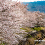 美波羅川千本桜