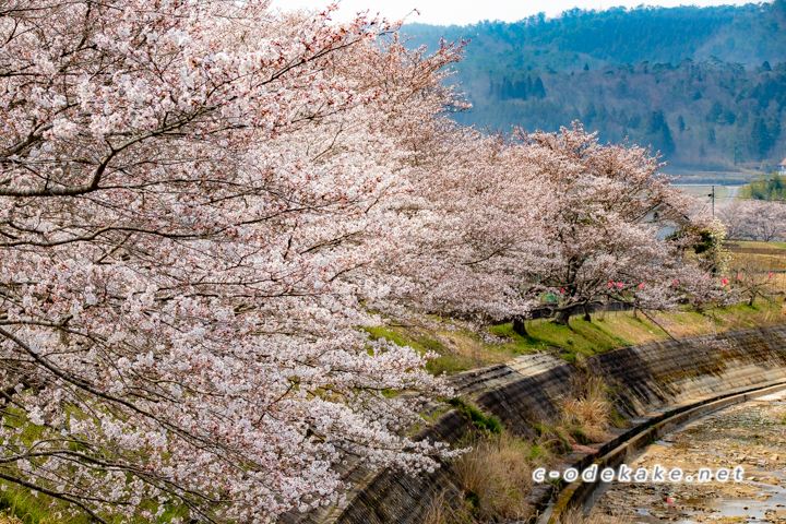 美波羅川千本桜