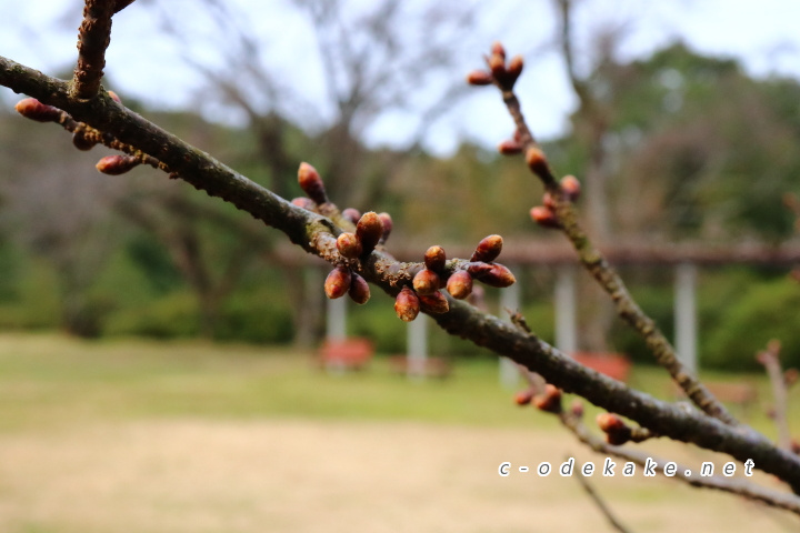 咲き始めの桜