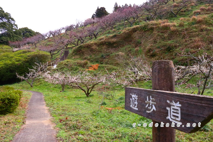 三隅梅林公園の遊歩道