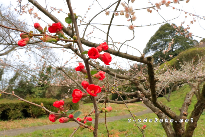 下の段の梅3（紅梅）