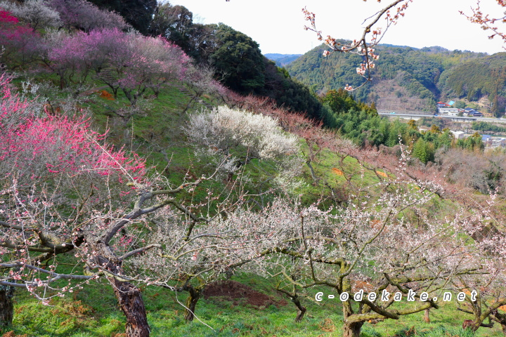 三隅梅林公園の梅（別角度から）