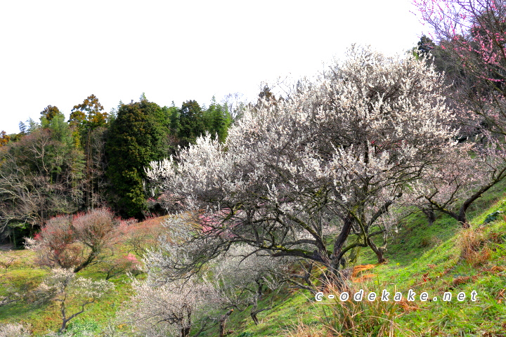 三隅梅林公園の満開の梅