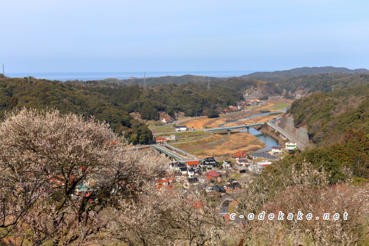 三隅梅林公園の梅と日本海