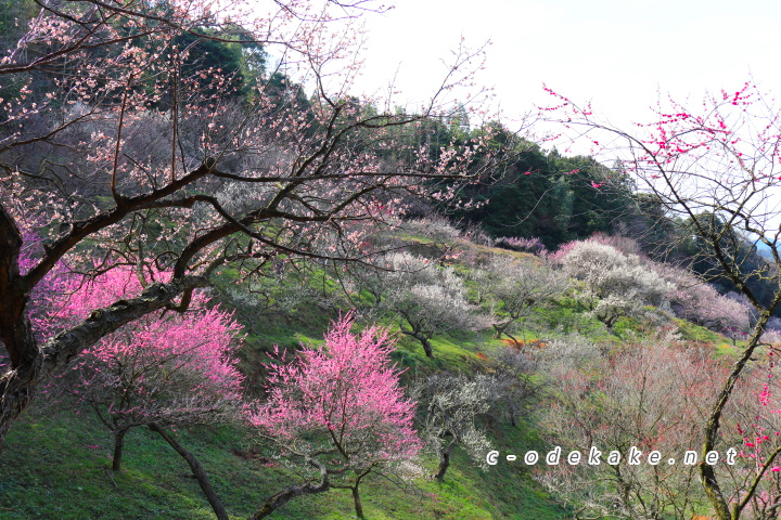 三隅梅林公園の梅