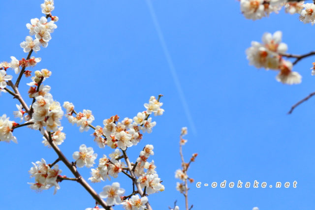 三隅梅林公園 中国地方屈指の梅林で梅の花に囲まれる 現地写真で開花状況や駐車場を案内 三隅梅林公園 中国地方屈指の梅林で梅の花に囲まれる 現地写真で開花状況や駐車場を案内