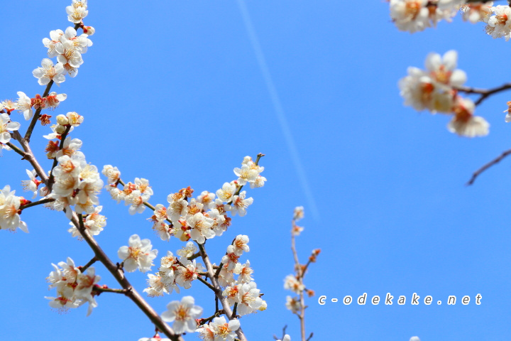 三隅梅林公園