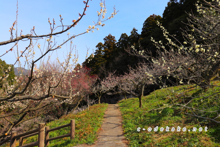 三隅梅林公園中段