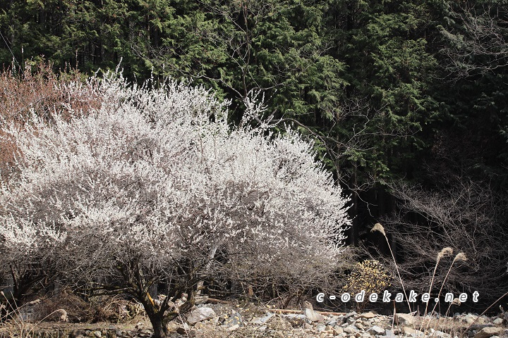ミツマタ群生地に至る山道に咲く桜