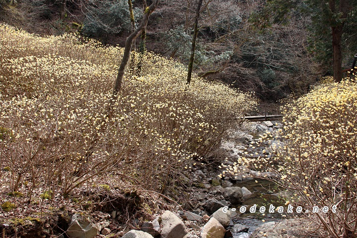 ミツマタ群生地に流れる小川