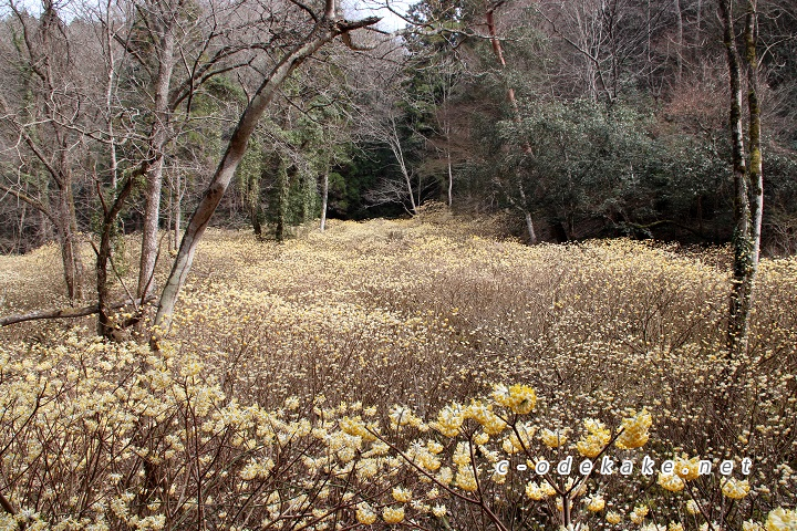 ミツマタ群生地の様子