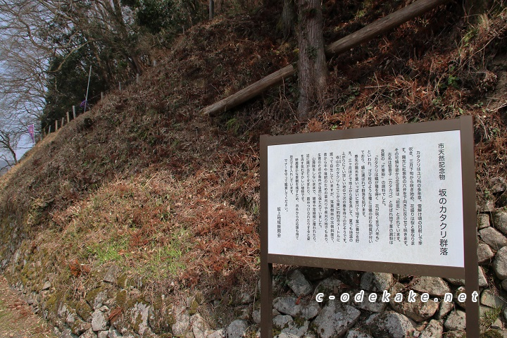 向原のカタクリ群落看板