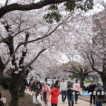 元安川の桜並木
