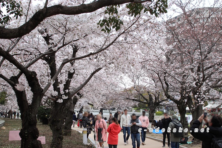 元安川の桜並木