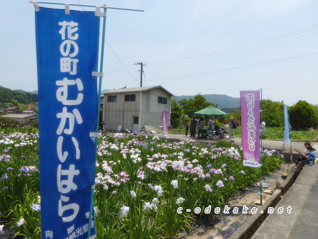 向原の花しょうぶ