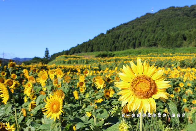 ムルロー工房 ひまわり リトグラフ 2025年最新】Yahoo!オークション