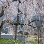 中原のしだれ桜